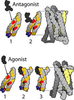 Agonist Antagonist Receptors