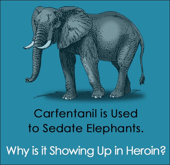 Carfentanil Sedates Elephants. Why is it Showing Up in Heroin?