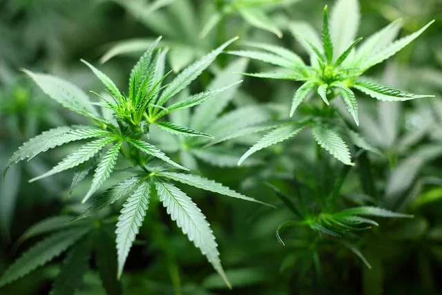 marijuana 