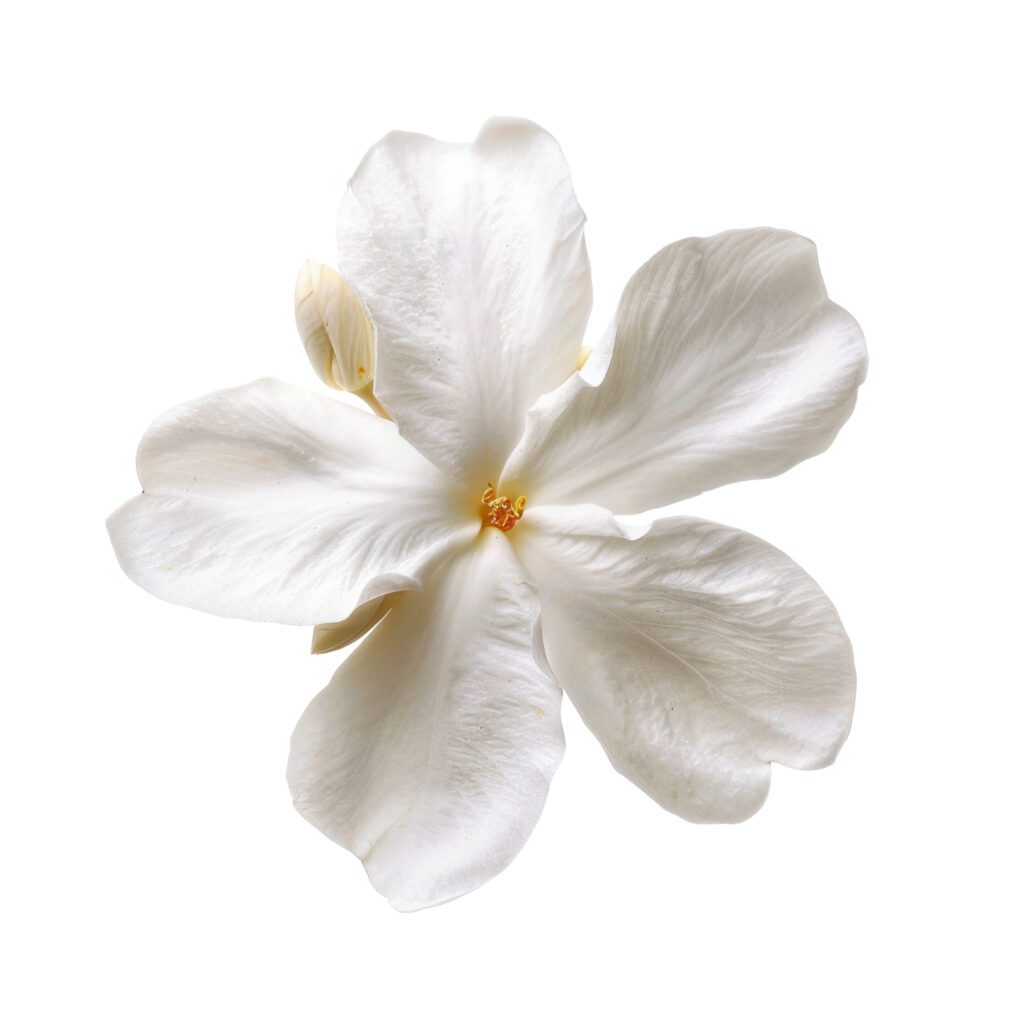 plumeria_flower_staff_placeholder