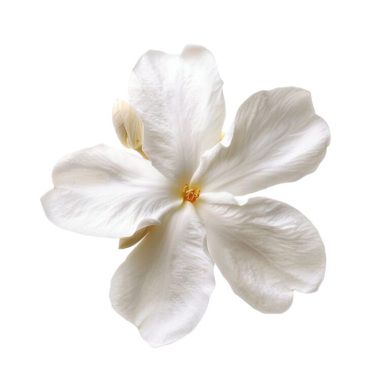 plumeria_flower_staff_placeholder